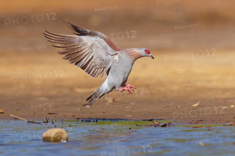 Africa, Gambia, speckled pigeon (Columba guinea), Pigeon roussard, Paloma de Guinea, Pigeon, Pigeons, Marakissa River Camp Canoe tri, Marakissa, South Bank, Gambia