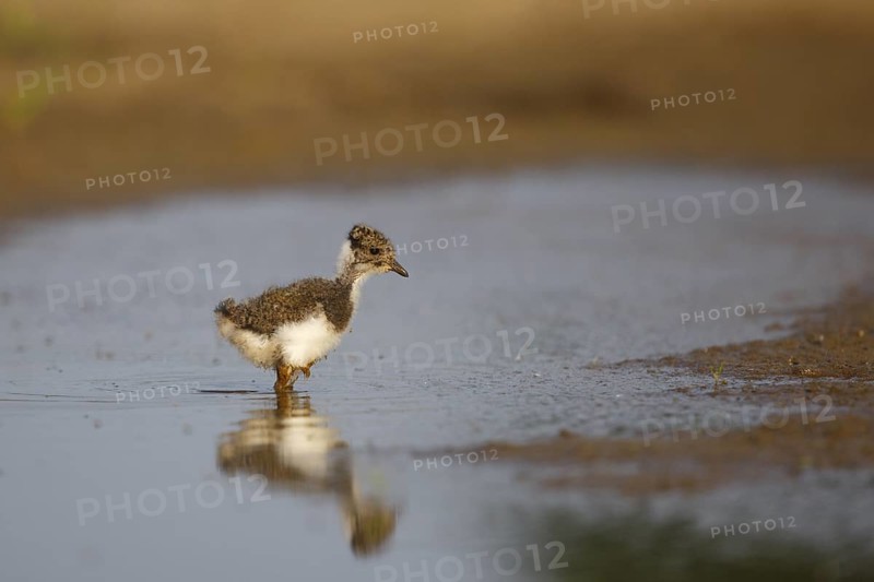 Northern Lapwing (Vanellus vanellus) juvenile, North Rhine-Westphalia, Germany