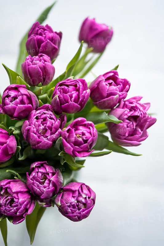 A close-up image of a fresh bouquet of double tulips in a rich purple color set against a plain white background