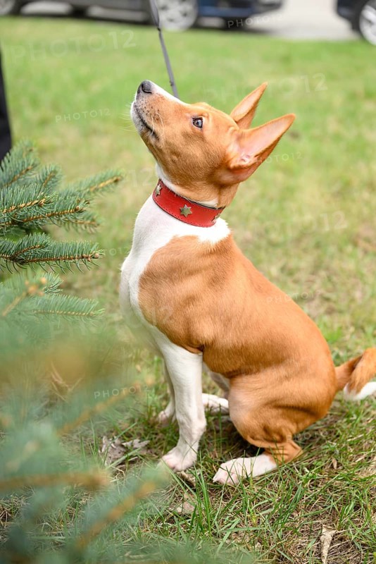 Small basenji puppy on a delightful walk with his owner in a grassy park. The playful dog explore his surroundings, full of energy and curiosity, enjoying the fresh air