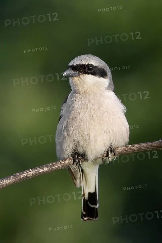Red-backed Shrike (Lanius collurio) male, Saxony-Anhalt, Germany