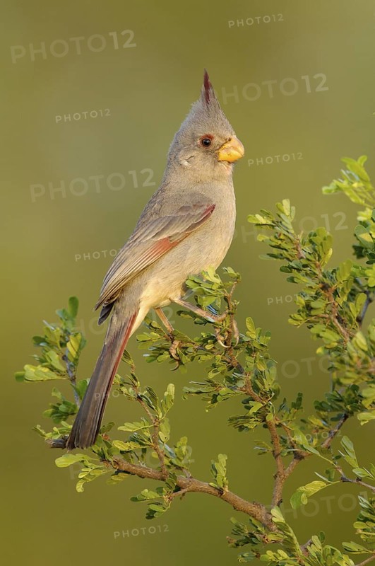Pyrrhuloxia (Cardinalis sinuatus) female, Texas, USA