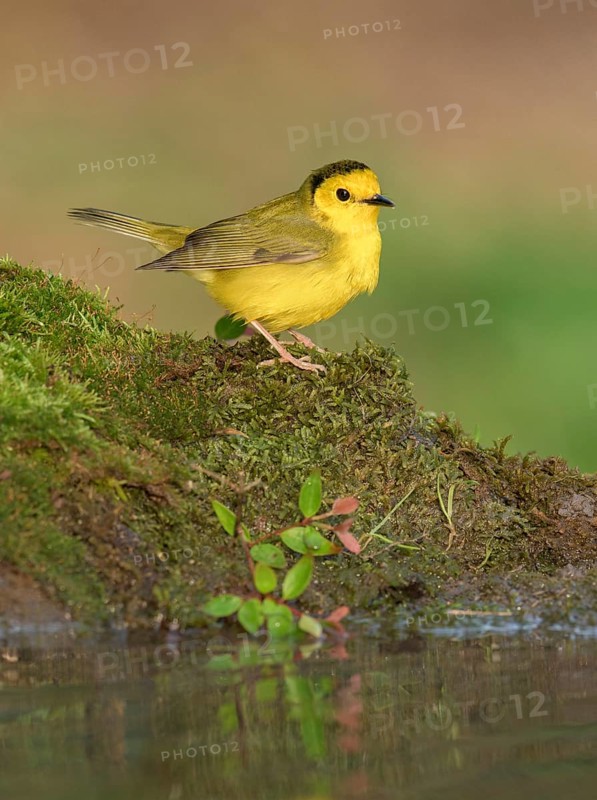 Hooded Warbler (Setophaga citrina) female at a waterhole, Texas, USA