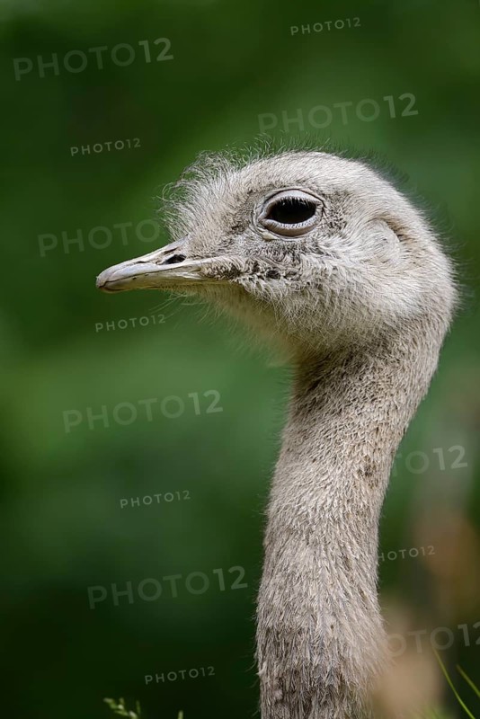 Darwin's rhea (Pterocnemia pennata) or lesser nandu, portrait, Patagonia, Chile