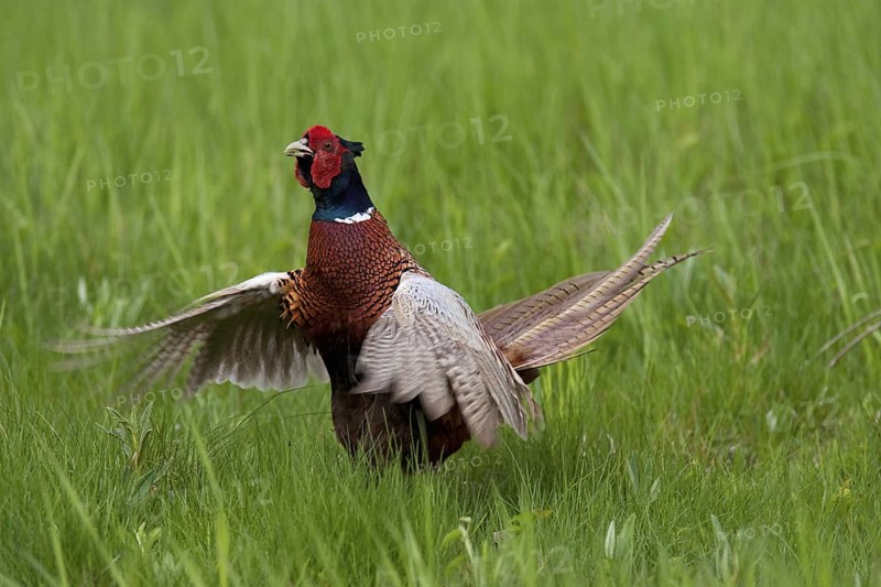 Common Pheasant (Phasianus colchicus) male, Lake Neusiedl, Austria
