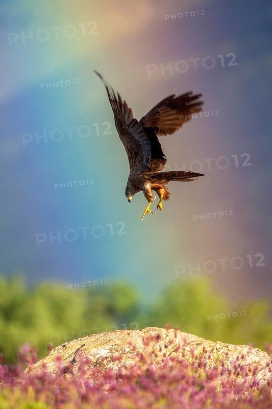 Black Kite (Milvus migrans) flying, Madrid, Spain