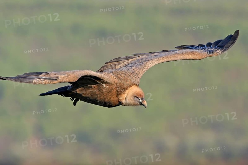 Griffon Vulture, Eurasian Griffon Vulture, Griffon Vulture, Eurasian Griffon, (Gyps fulvu), Vautour fauve, Buitre Leonado, aerial view, Hides De Calera Valley Hide, Calera Y Chozas, Castilla La Mancha Toledo, Spain