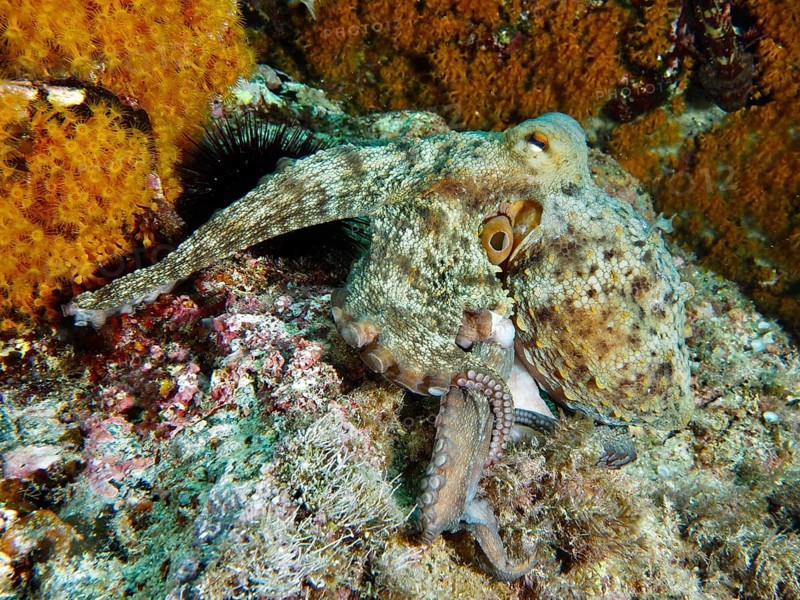 Common Octopus (Octopus vulgaris) crawling over colourful seabed with crustacean anemones, dive site Giens Peninsula, Mediterranean Sea, Porquerolles, Provence, Côte d'Azur, France