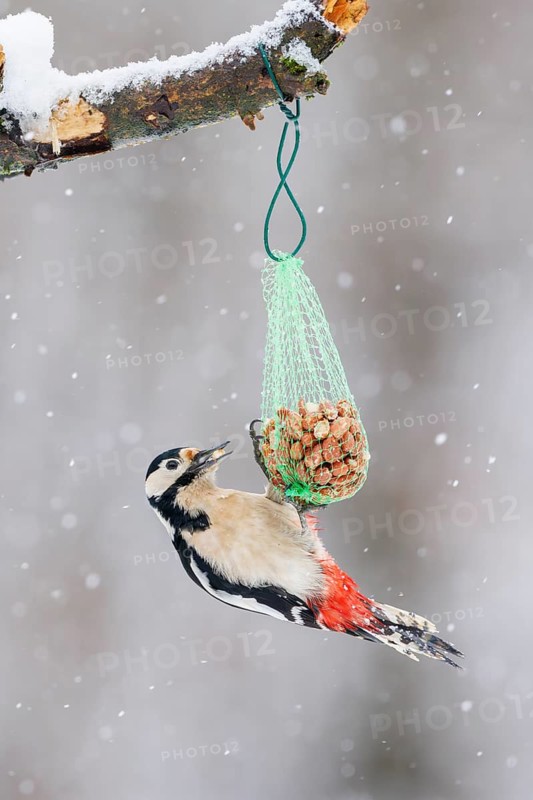 Great spotted woodpecker (Dendrocopos major), Germany