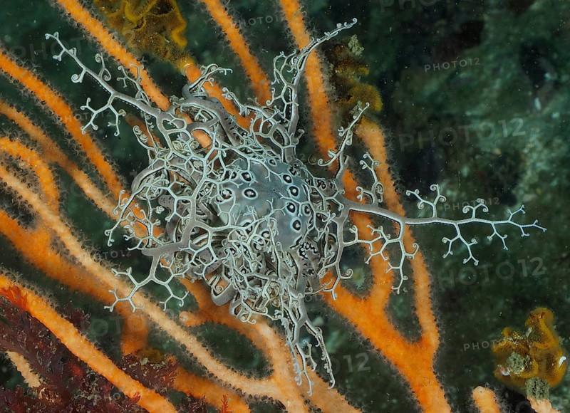 Gorgon's head (Astrocladus euryale)