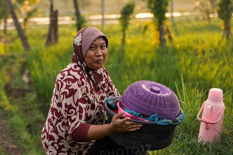 A woman in traditional attire sits in a lush Indonesian rice field holding baskets. The warm sunlight enhances the serene rural atmosphere, showcasing authentic daily life
