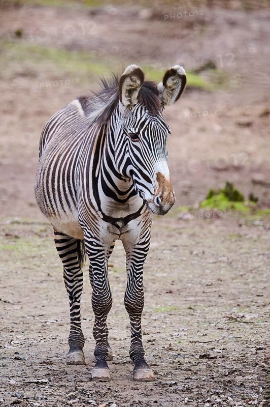 Grévy's zebra (Equus grevyi) standing on the ground, Germany