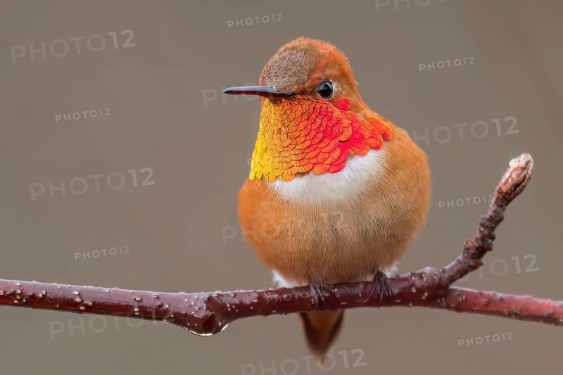 Rufous Hummingbird (Selasphorus rufus) perched on a branch in Victoria, BC, Canada