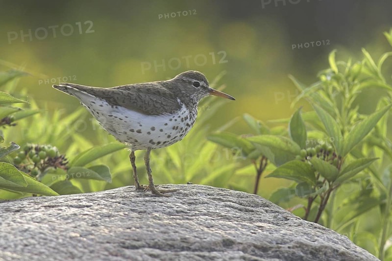 Spotted Sandpiper (Actitis macularius), Ontario, Canada