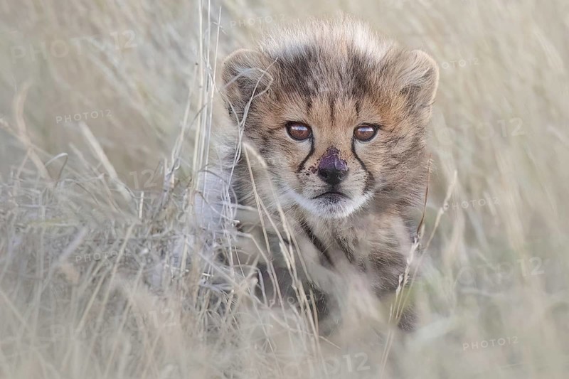Cheetah (Acinonyx jubatus) lovely and cute cub close-up, Philippolis, South Africa