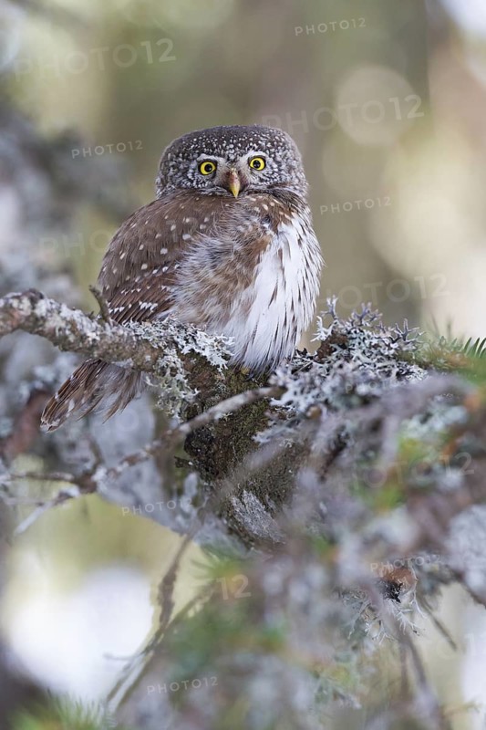 Eurasian Pygmy Owl (Glaucidium passerinum), Vorarlberg, Austria