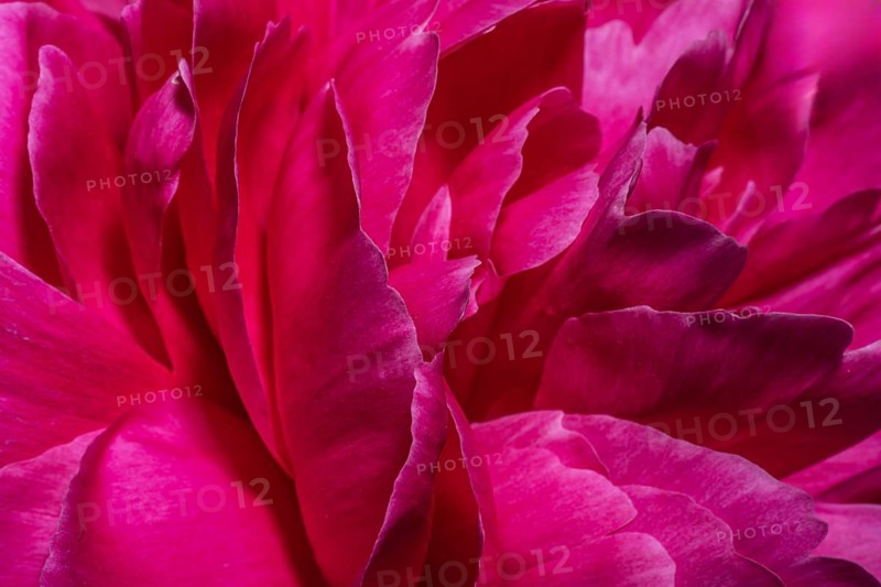A detailed close-up captures the layered beauty of bright pink peony petals. The vibrant colors and intricate texture highlight the elegance of these springtime blooms