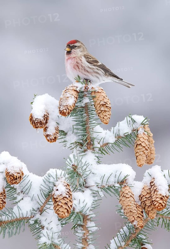 Common Redpoll (Acanthis flammea), Alaska, USA