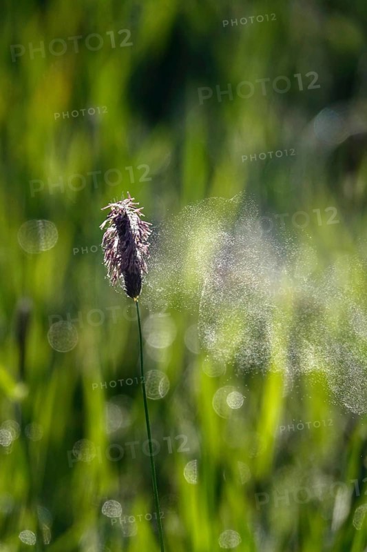 Pollen count, spring, Germany