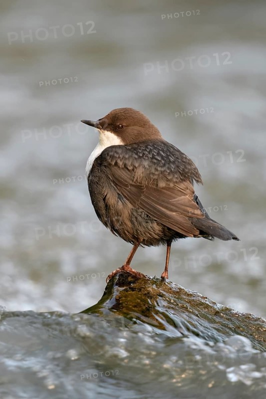 White-throated Dipper (Cinclus cinclus), North Rhine-Westphalia, Germany