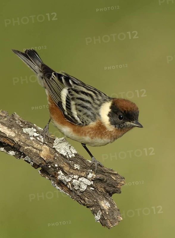 Bay-breasted Warbler (Setophaga castanea), Texas, USA