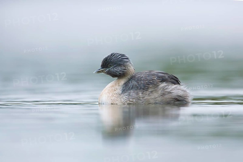 Hoary-headed Grebe (Poliocephalus poliocephalus), Victoria, Australia