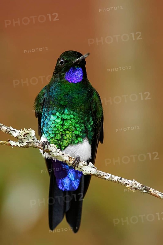 Glowing Puffleg (Eriocnemis vestita) perched on a branch in the mountains of Colombia, South America