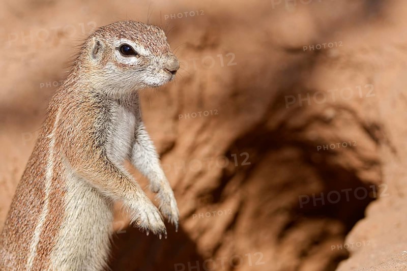 Cape ground squirrel (Xerus inauris), adult animal, standing upright at the burrow entrance, looking out, alert, animal portrait, Kgalagadi Transfrontier Park, Northern Cape, South Africa