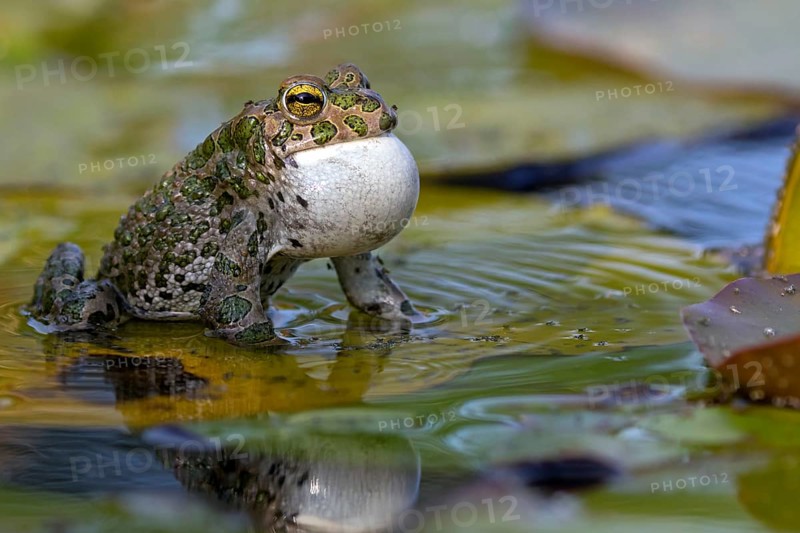 Green toad, Green toad, House toad, Variable toad, Village toad, Variegated toad, (Bufotes viridis), Animals, Frogs, Toad family, Beindersheim, Bad Dürkheim district, Rhineland-Palatinate, Federal Republic of Germany