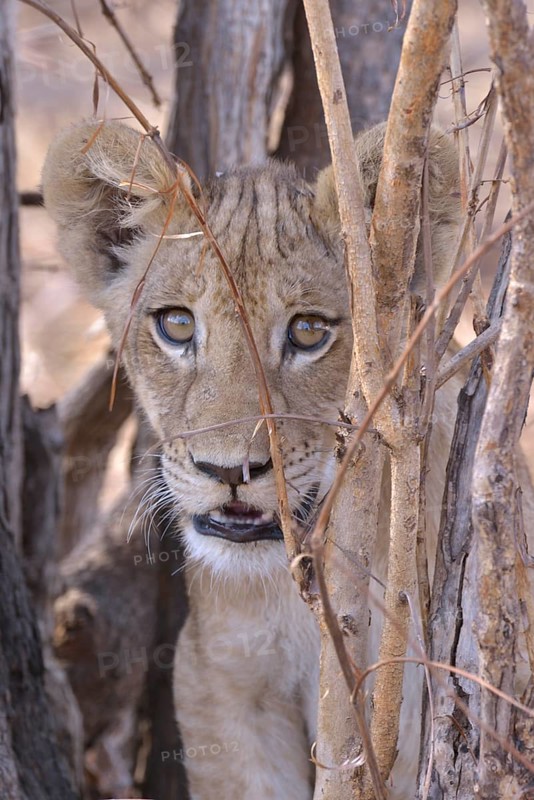Young lion (Panthera leo) in a bush, Nsefu sector, South Luangwa National Park, Zambia