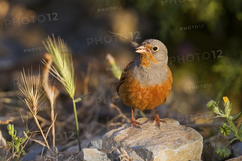 Cretzschmar's Bunting - Grauortolan - Emberiza caesia, Cyprus, adult male