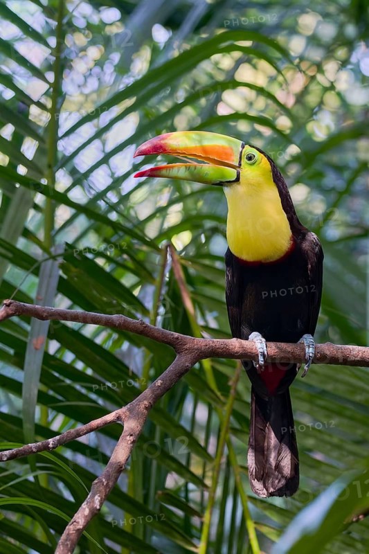Fishing toucan (Ramphastos sulfuratus) Costa Rica