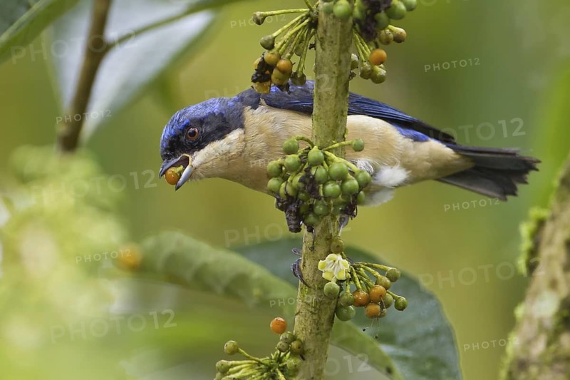 Fawn-breasted Tanager (Pipraeidea melanonota), Ecuador