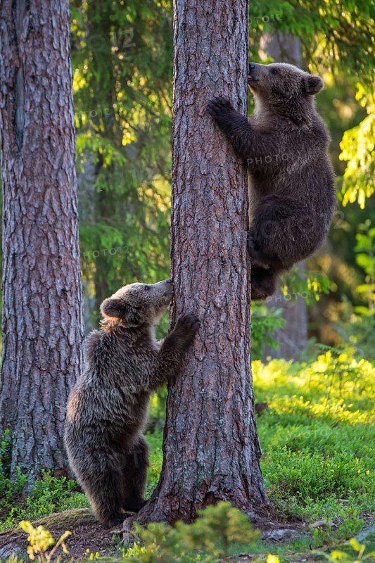 Eurasian Brown Bear (Ursus arctos) mother with cubs in forest, Finland