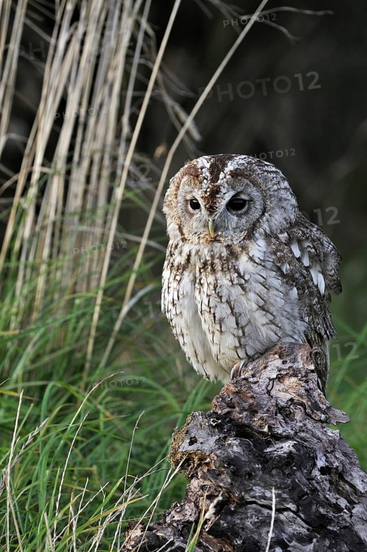 Tawny owl (Strix aluco) portrait on tree stump, England, UK