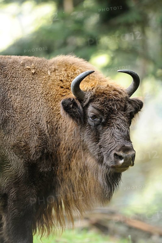 Bison in a forest, summer environment, dense fur, bison (Bos bonasus), Bavarian Forest National Park