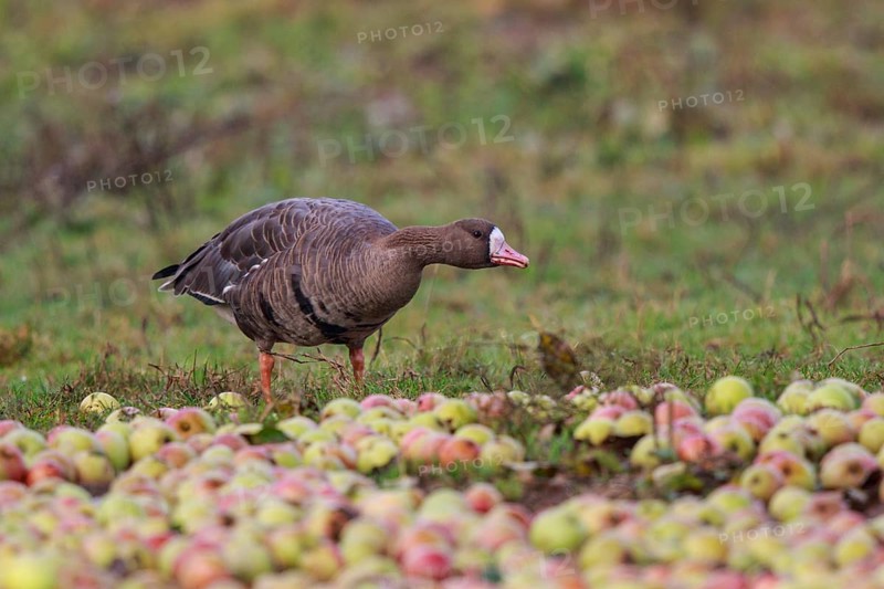 Greater White-fronted Goose (Anser albifrons), North Rhine-Westphalia, Germany