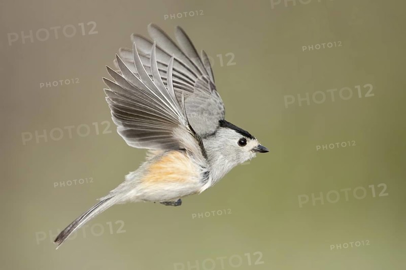 Black-crested Titmouse (Baeolophus atricristatus) flying, Texas, USA