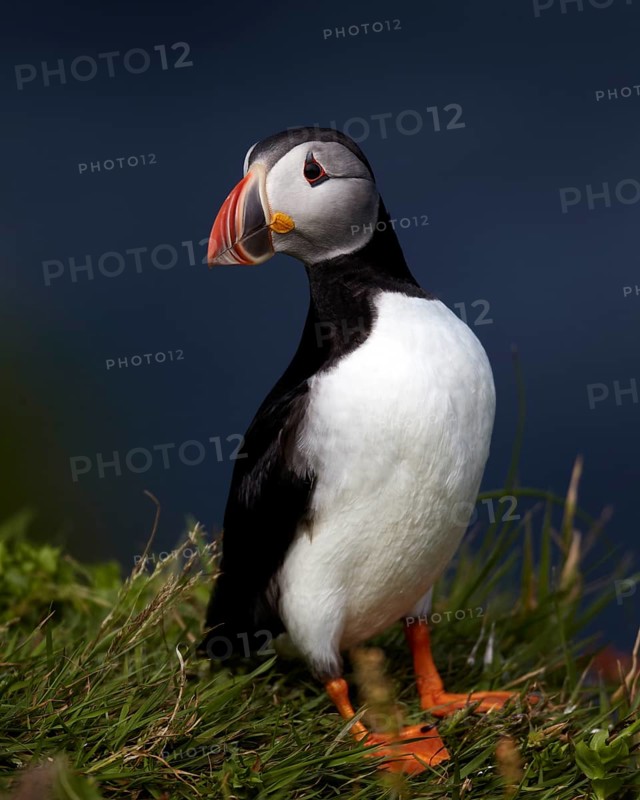 Atlantic Puffin (Fratercula arctica) perched on cliff, Skuvoy, Faroe Islands