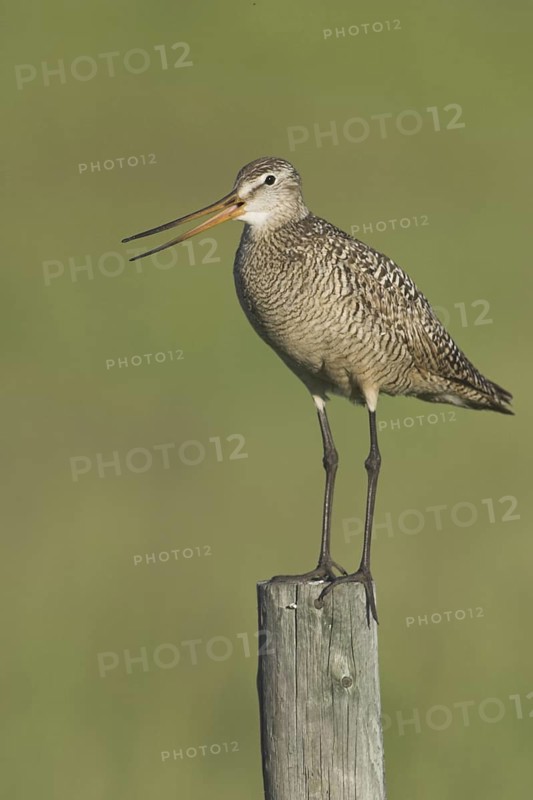 Marbled Godwit (Limosa fedoa) calling, Canada