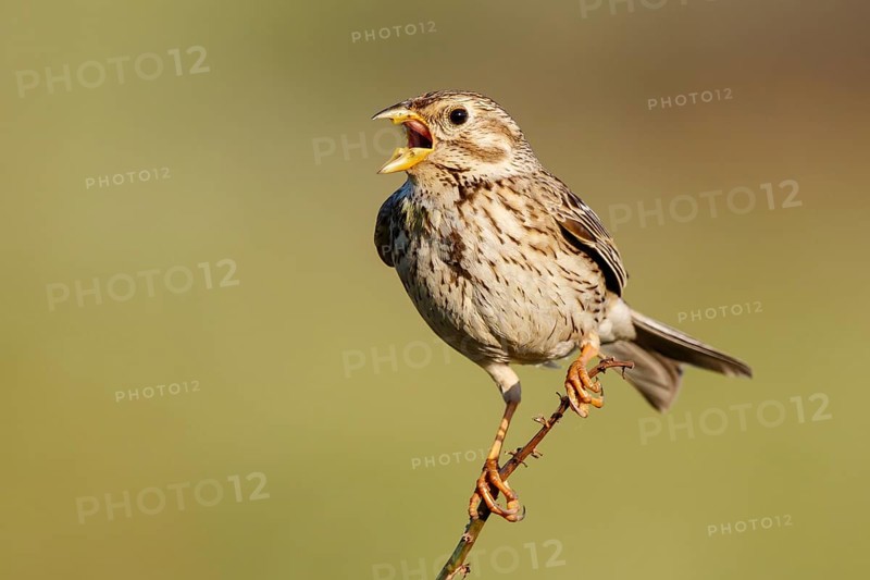 Corn Bunting (Emberiza calandra) male singing from a branch, Lesvos, Greece