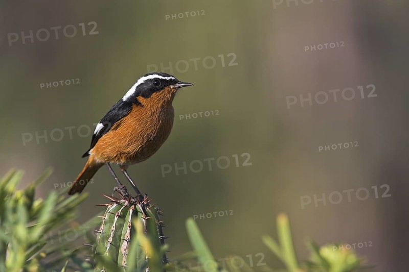 Moussier's Redstart (Phoenicurus moussieri) male, Morocco