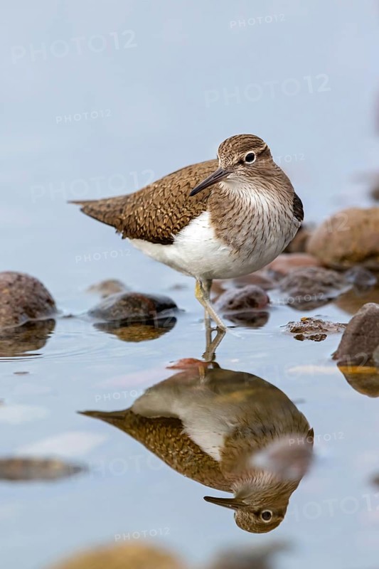 Common sandpiper, sandpiper (Actitis hypoleuco), biotope, habitat, foraging, Lesvos, Greece