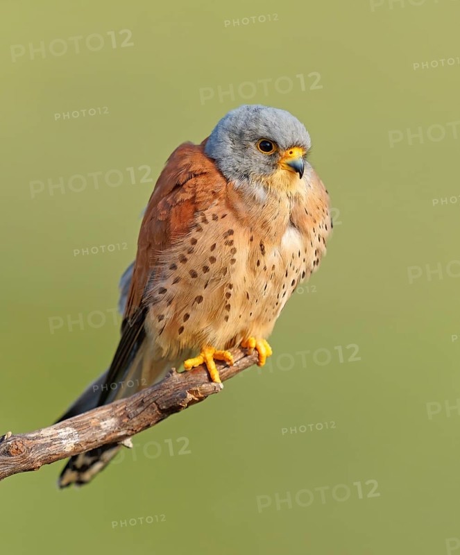 Male lesser kestrel (Falco naumanni) on its perch, Extremadura, Spain