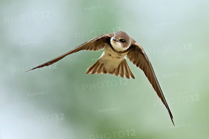Sand martin (Riparia riparia), in flight, Reussegg nature reserve, Canton Aargau, Switzerland