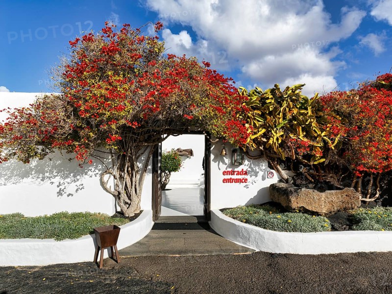 Bougainvillea at the entrance, former home of the artist, Fundacion Cesar Manrique, Tahiche, Teguise, Lanzarote, Spain