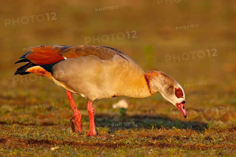 Egyptian Goose (Alopochen aegyptiaca), North Rhine-Westphalia, Germany