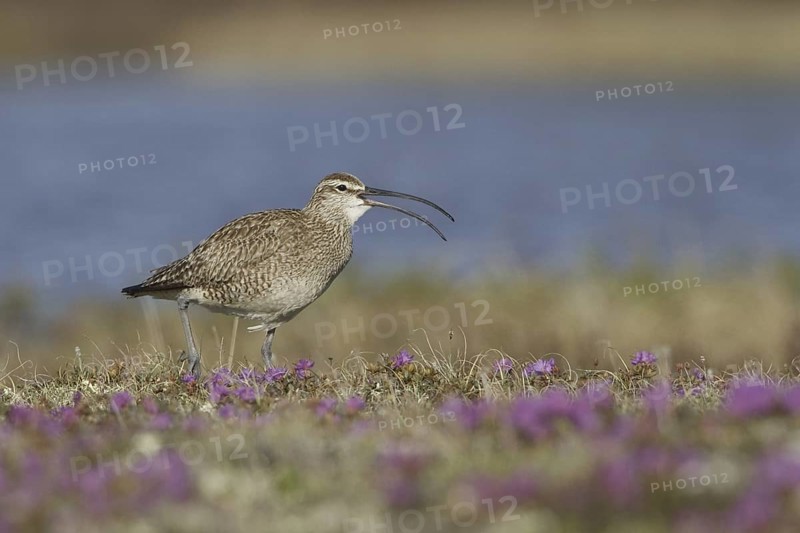 Whimbrel (Numenius phaeopus), Manitoba, Canada