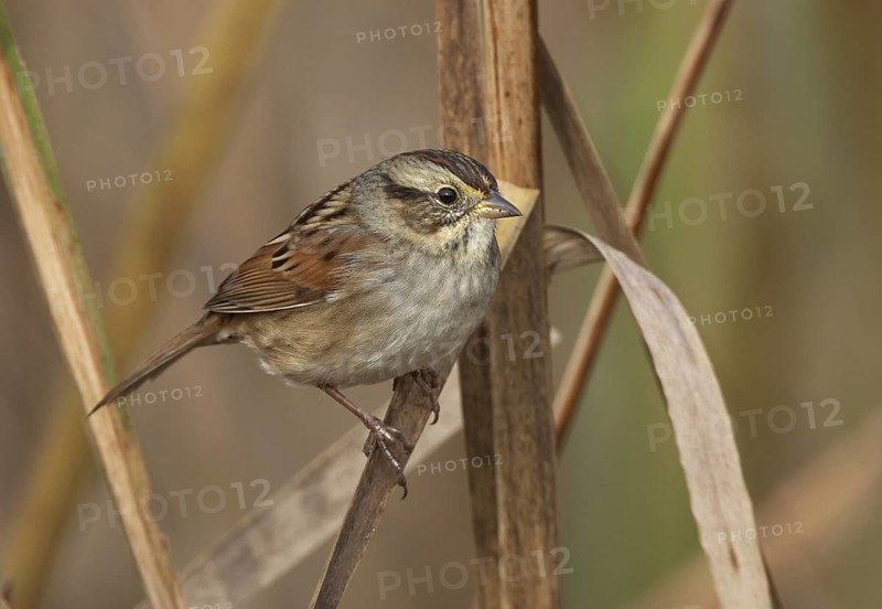 Swamp Sparrow (Melospiza georgiana), Ohio, USA