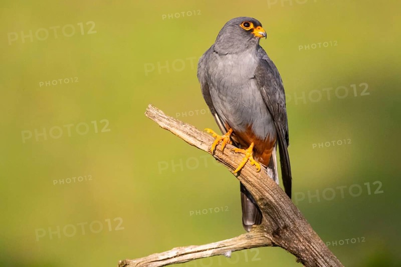 Red-footed falcon (Falco vespertinus) male, Hungary, Red-footed Falcon, Hungary